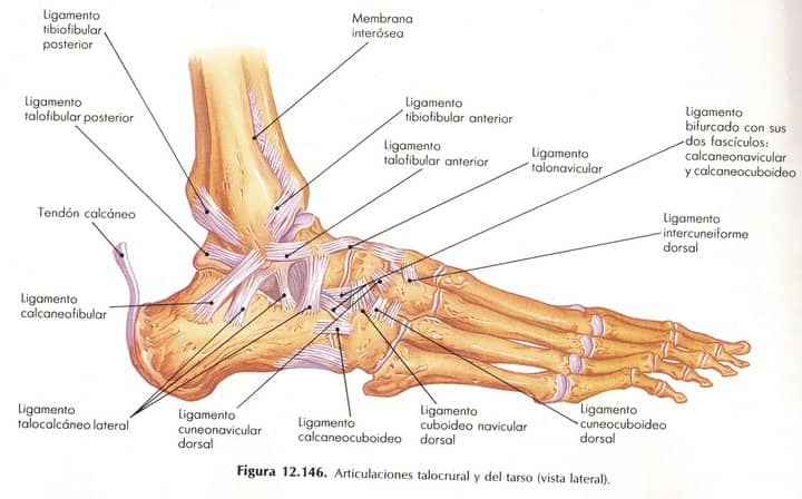 ligamentos del pie