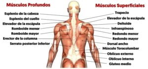 musculos de la espalda