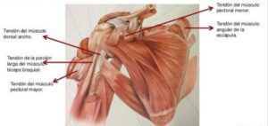 tendones del hombro