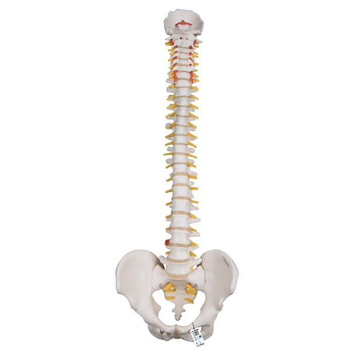 Qué es la columna vertebral y cuáles son sus partes